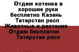 Отдам котенка в хорошие руки бесплатно Казань - Татарстан респ. Животные и растения » Отдам бесплатно   . Татарстан респ.